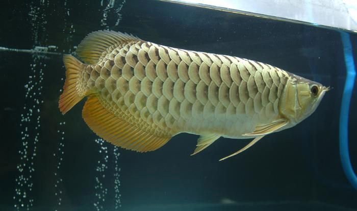 如何判斷金龍魚是否被烤過？，判斷金龍魚是否被“烤過”（即通過人工手段如低水位、強光燈照射臨時催色）