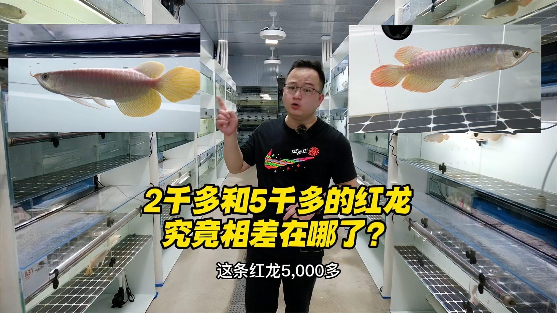 哪種紅龍魚的價格最親民？，紅龍魚一般多少錢一只