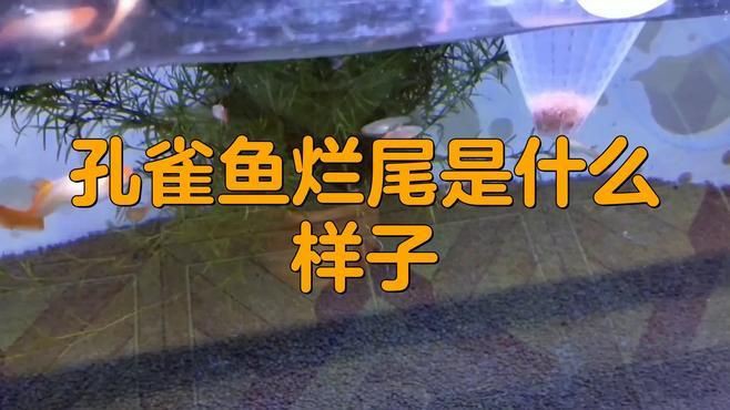 如何判斷魚鰭爛尾的嚴重程度？，孔雀魚爛尾和燒尾的表現以及治療方法嗶哩嗶哩嗶哩