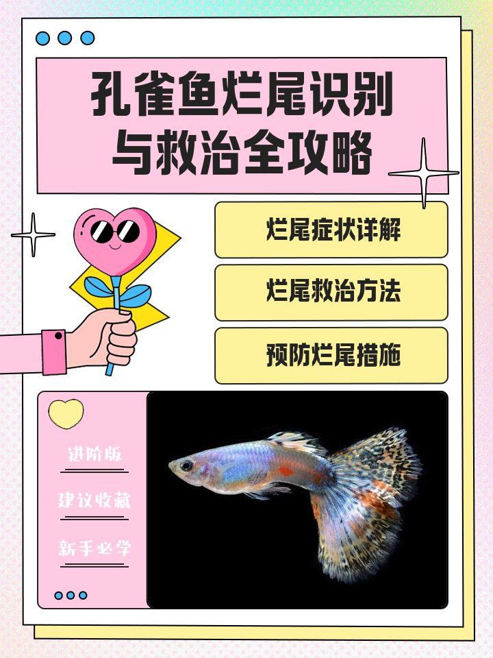 如何判斷魚鰭爛尾的嚴重程度？，孔雀魚爛尾和燒尾的表現以及治療方法嗶哩嗶哩嗶哩