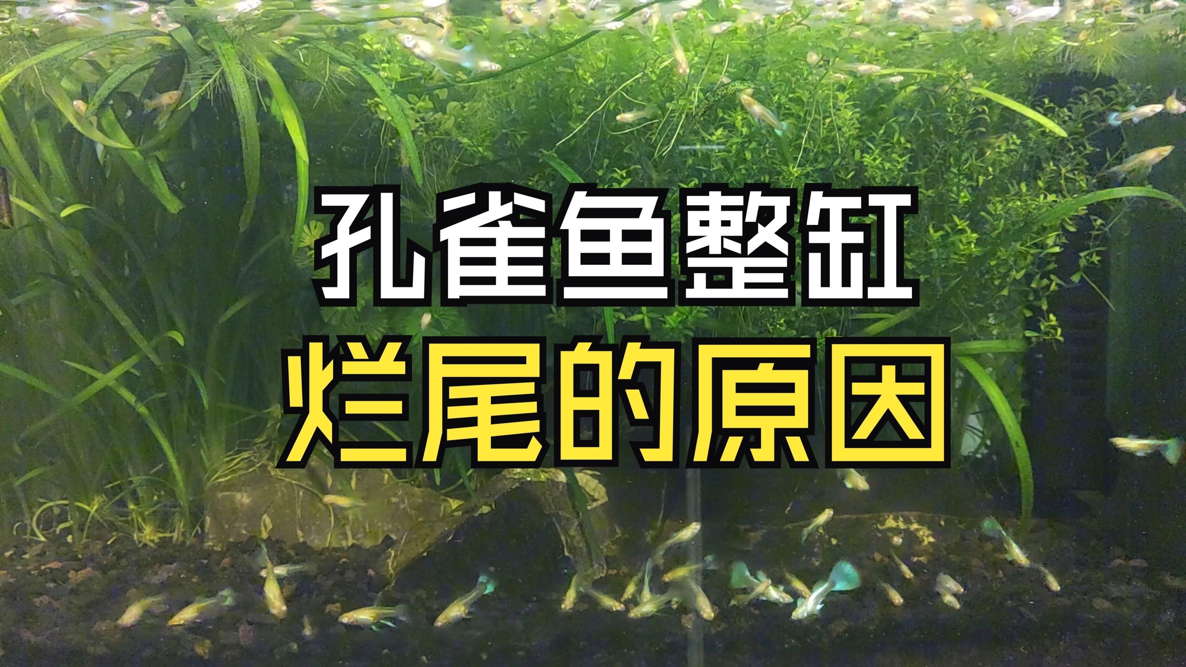 如何判斷魚鰭爛尾的嚴重程度？，孔雀魚爛尾和燒尾的表現以及治療方法嗶哩嗶哩嗶哩