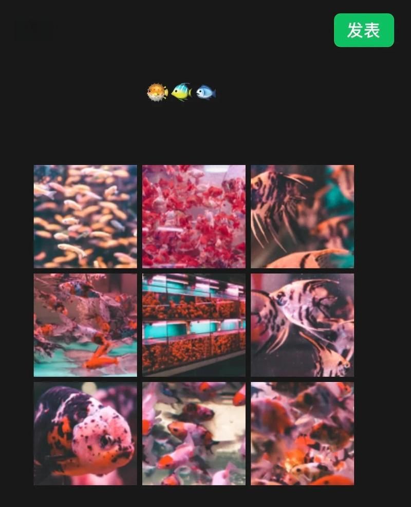 福州水族批發市場，年貨首選的批發天堂,無牽無掛的思瑤更超然
