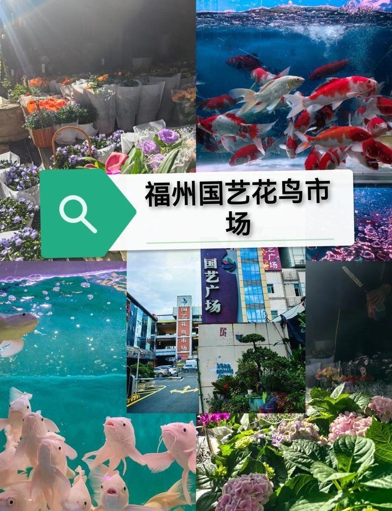 福州水族批發市場，年貨首選的批發天堂,無牽無掛的思瑤更超然