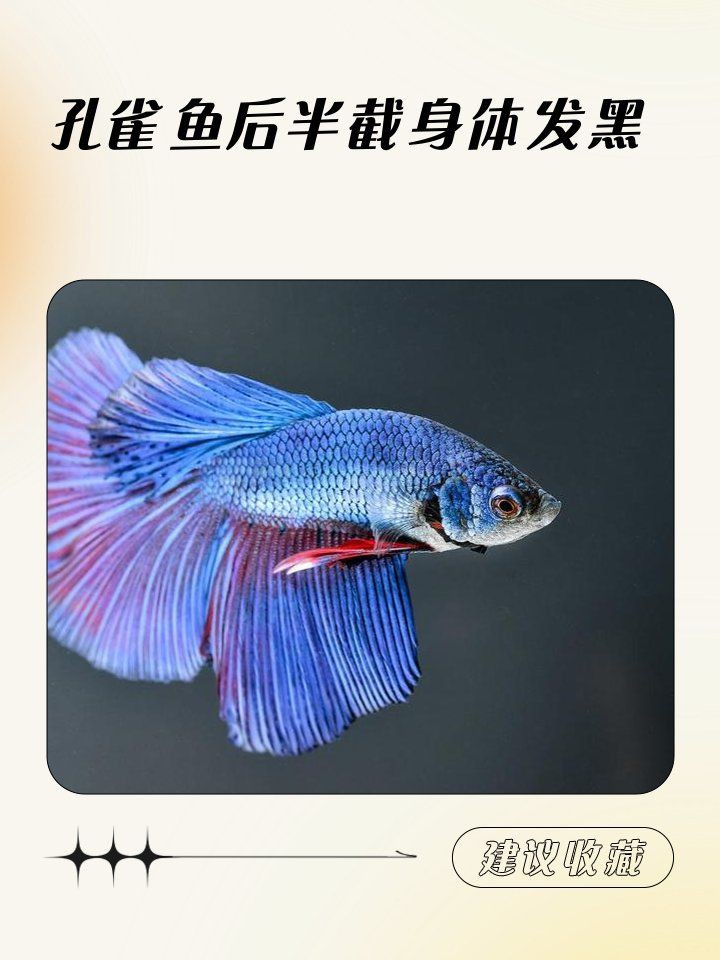 孔雀魚后半截身體發黑，孔雀魚后半截身體發黑怎么辦