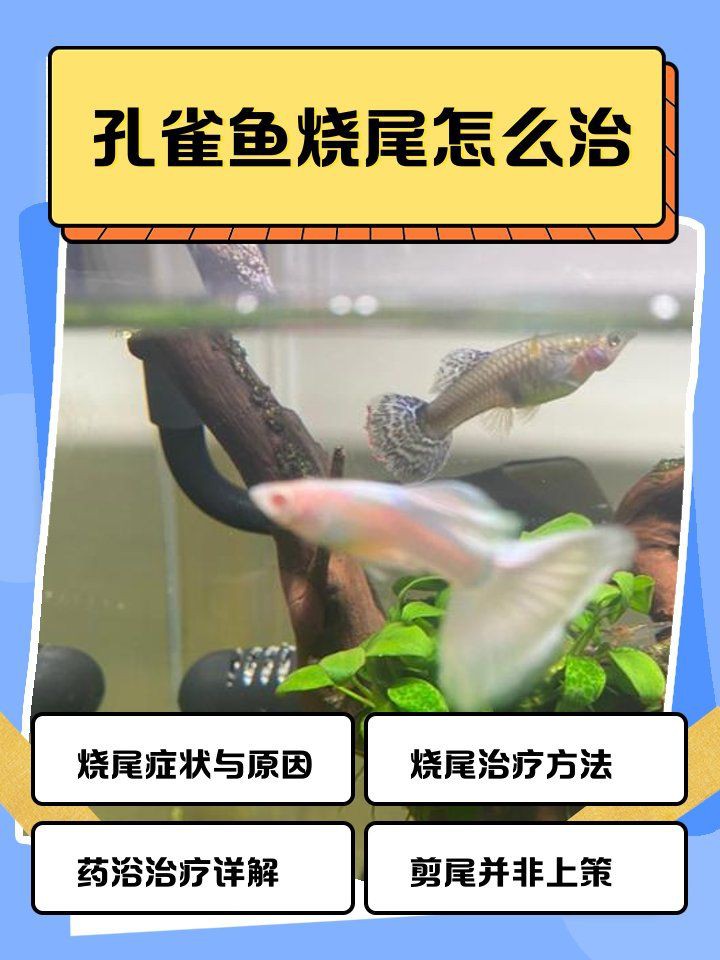 孔雀魚后半截身體發黑，孔雀魚后半截身體發黑怎么辦