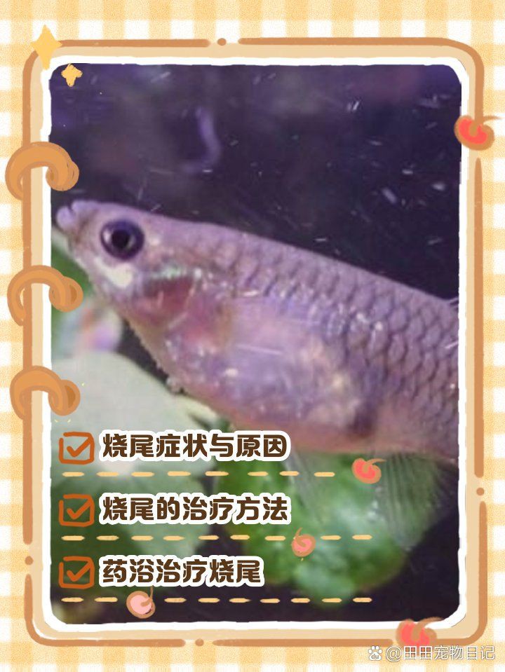 孔雀魚后半截身體發黑，孔雀魚后半截身體發黑怎么辦