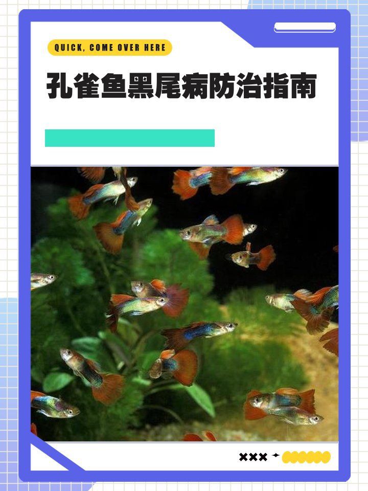 孔雀魚后半截身體發黑，孔雀魚后半截身體發黑怎么辦
