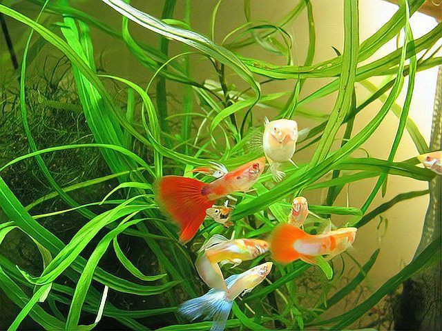 荊門水族店，關于荊門水族店的相關資料