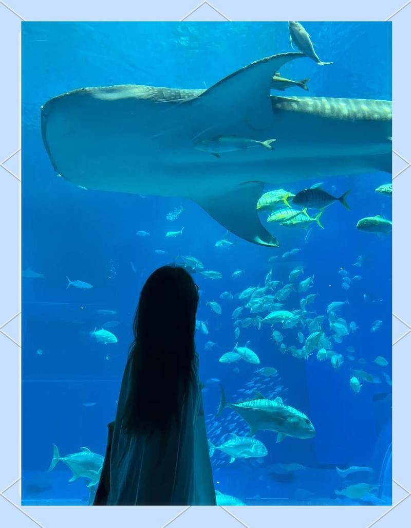 慶陽水族館，慶陽水族館與田園風(fēng)情水族館凝視自然時(shí)復(fù)雜的水族館