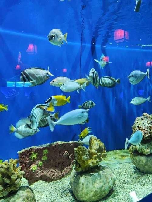 蕪湖魚缸店，蕪湖一點水水族景觀工程