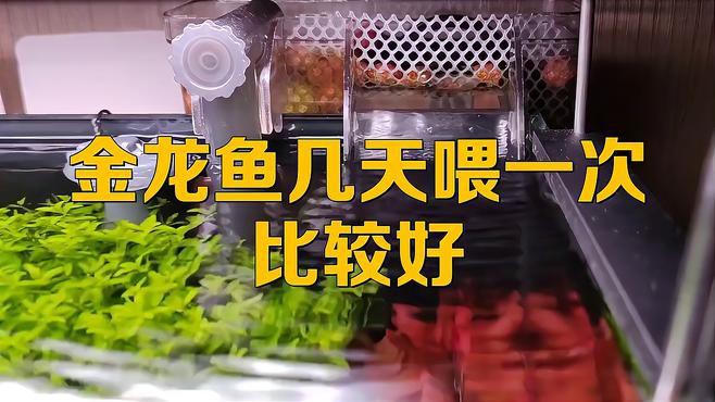 古典藍底過背金龍多久喂一次？，古典藍底過背金龍的喂食頻率