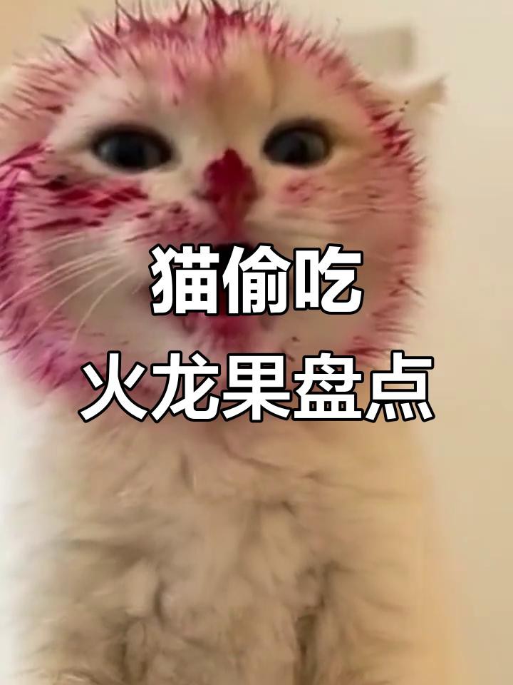 哪種動物吃紅心火龍果最有趣？，貓咪偷吃火龍果,從青銅到王者都有!
