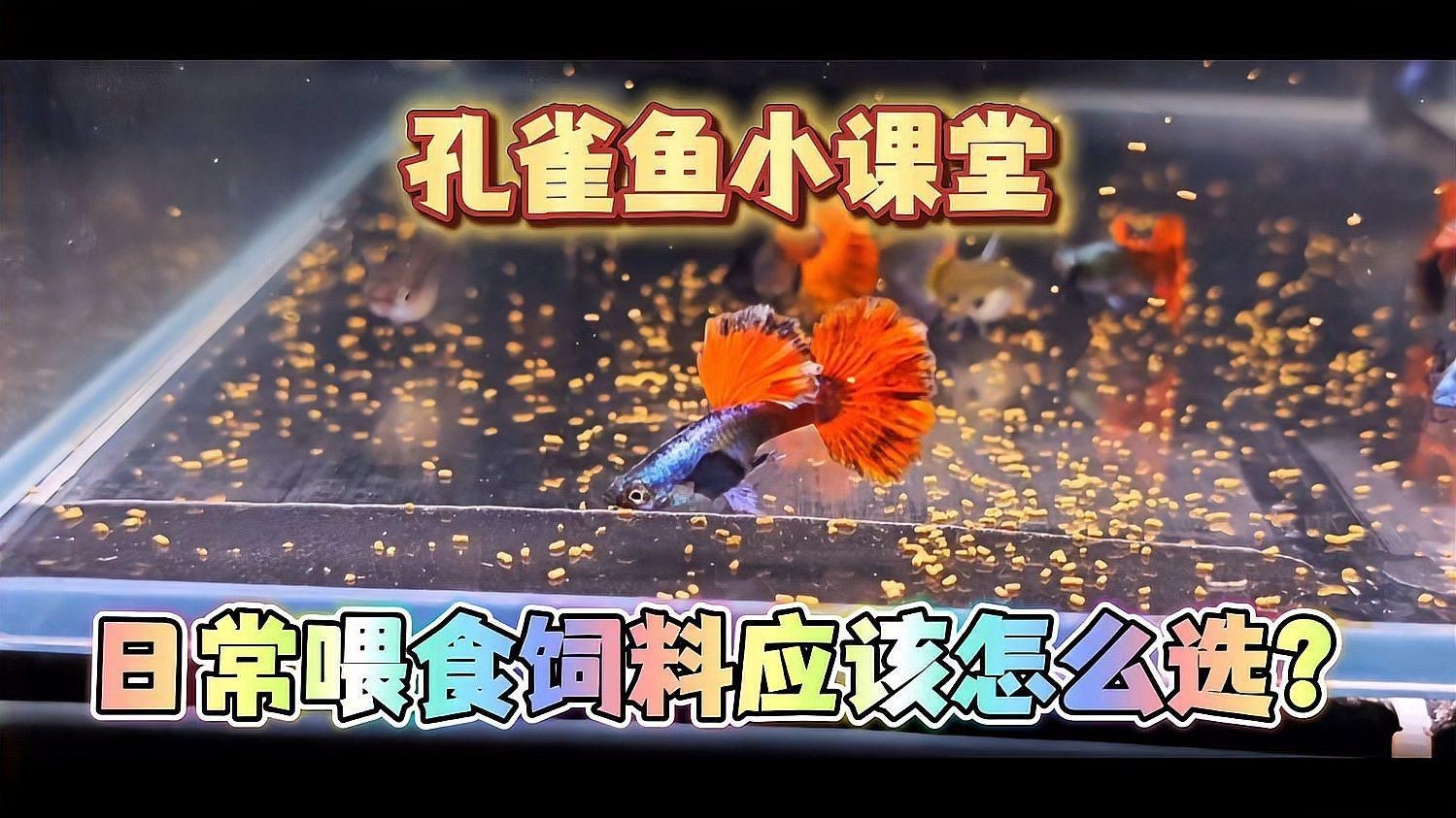 孔雀魚喂什么飼料最好？，《孔雀魚喂什么飼料最好》孔雀魚飼料怎么選經(jīng)驗(yàn)分享