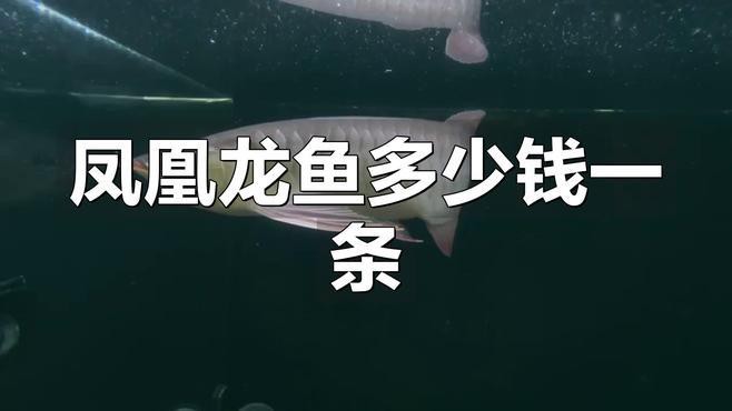 鳳凰紅龍魚有哪些高端品系？，鳳凰紅龍魚多少錢一條犬弟dm紅龍魚多少錢一條犬弟dm