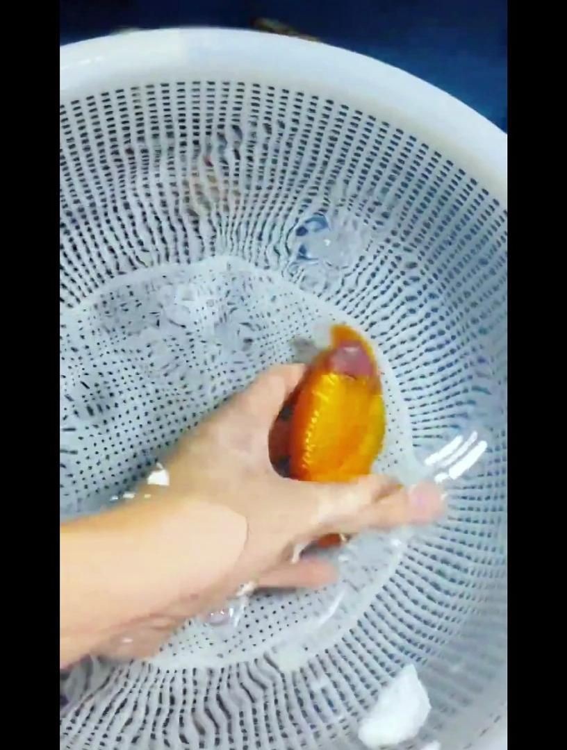 魚細菌感染用什么藥，《魚細菌感染用藥指南》當魚遭受細菌感染時