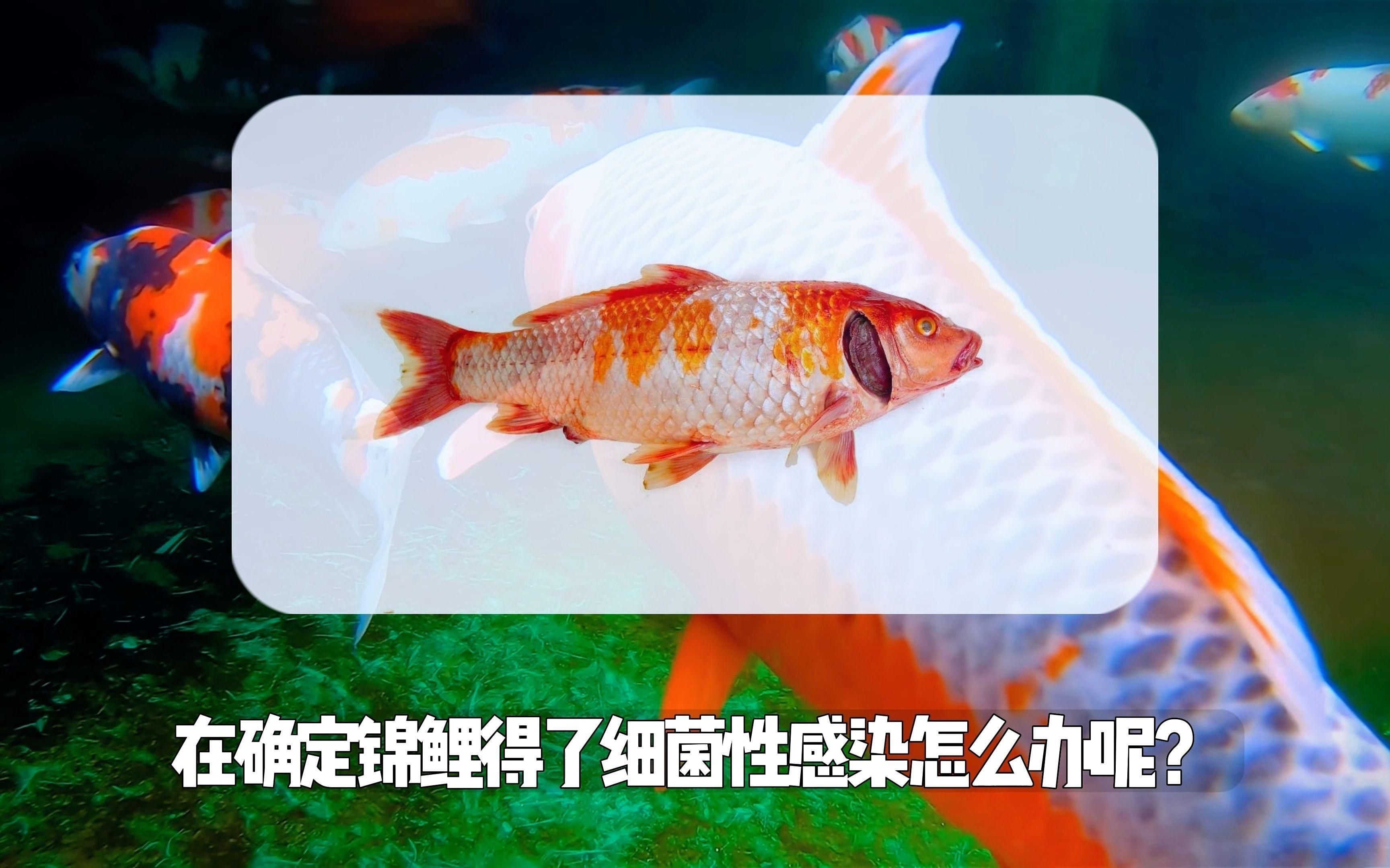 魚細菌感染用什么藥，《魚細菌感染用藥指南》當魚遭受細菌感染時