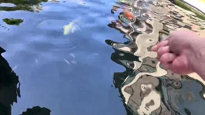 魚細菌感染用什么藥，《魚細菌感染用藥指南》當魚遭受細菌感染時