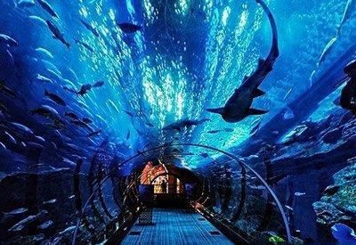 開個(gè)水族館要多少錢，《開個(gè)水族館要多少錢》開一家水族館的成本受多種因素影響