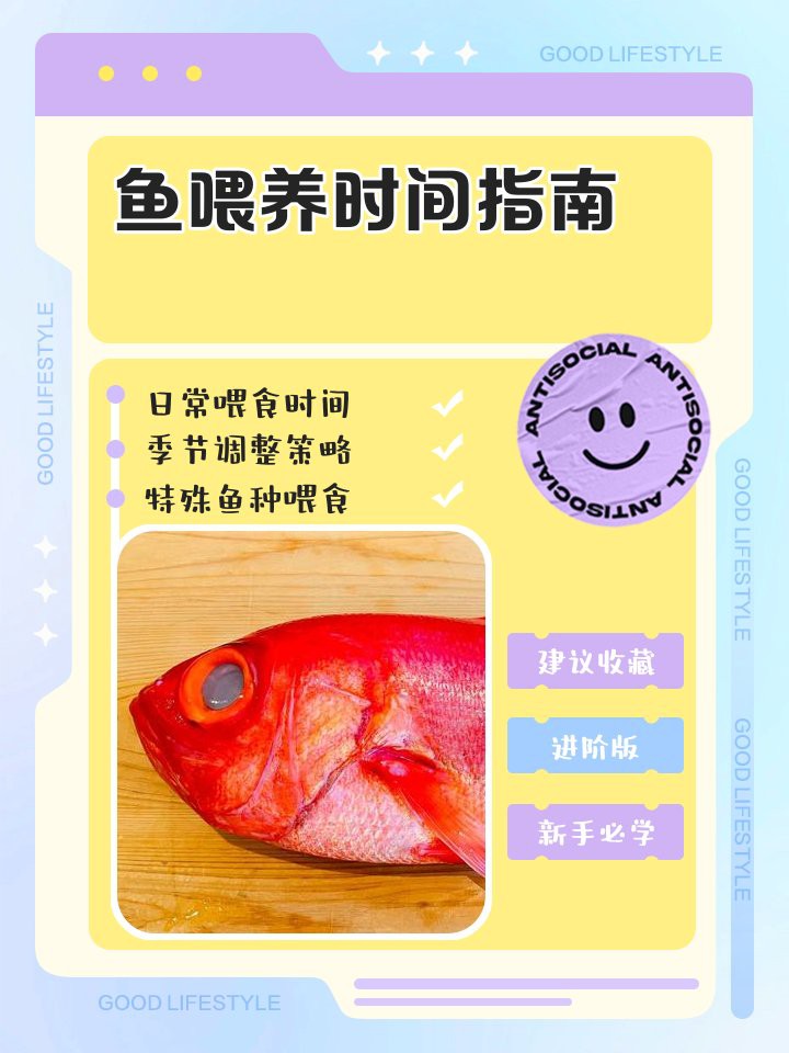 40公分金龍魚多久喂一次？，40公分金龍魚一次喂多少合適金龍魚快速發(fā)色營(yíng)養(yǎng)與食物搭配全攻略