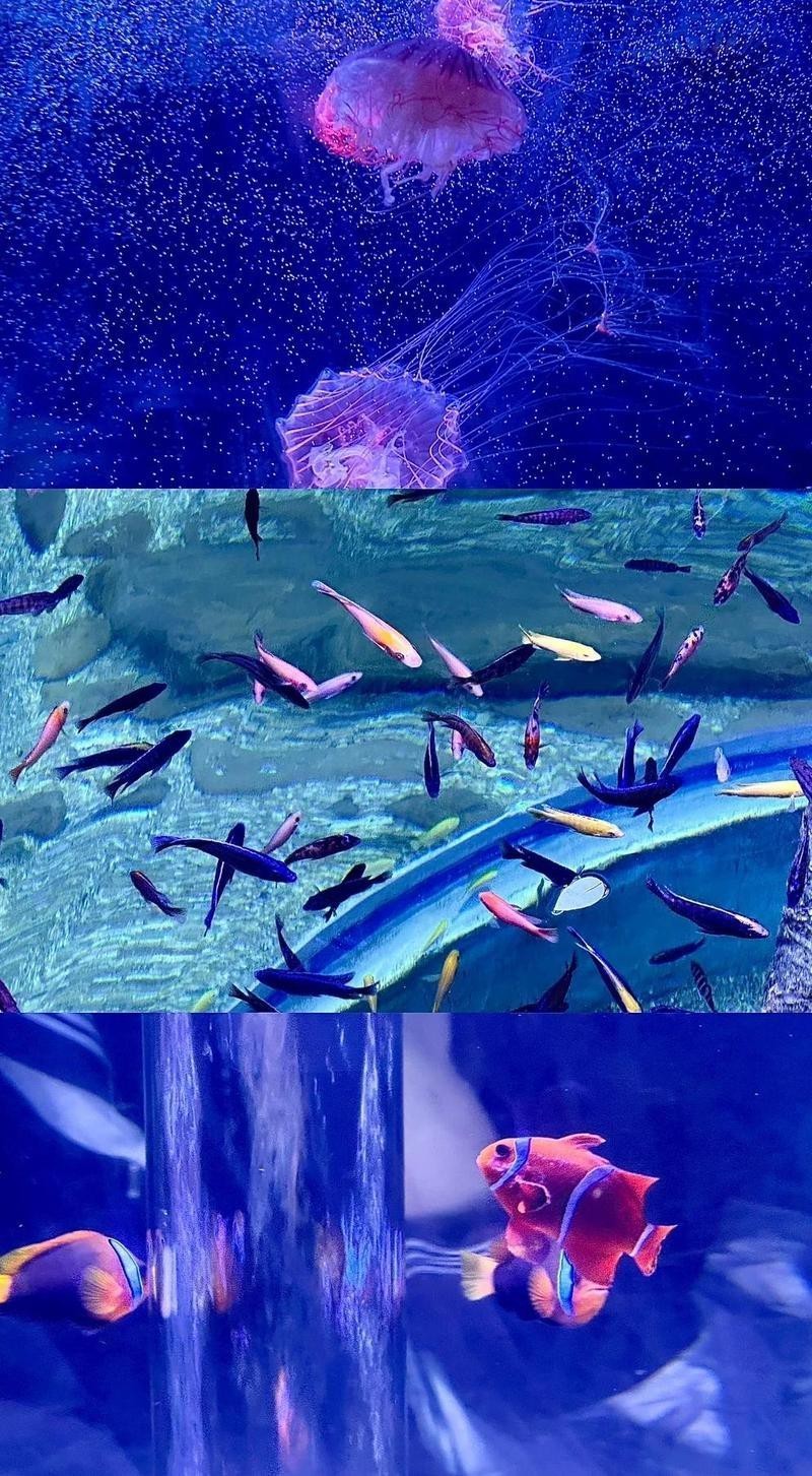 南陽水族店，南陽水族店怎么樣