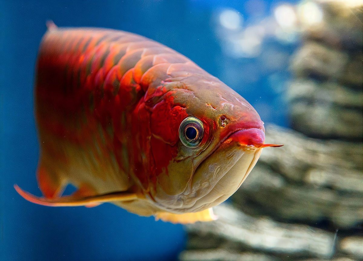 哪些人群適合飼養(yǎng)紅龍魚？，《哪些人群適合飼養(yǎng)紅龍魚》哪些人適合飼養(yǎng)紅龍魚
