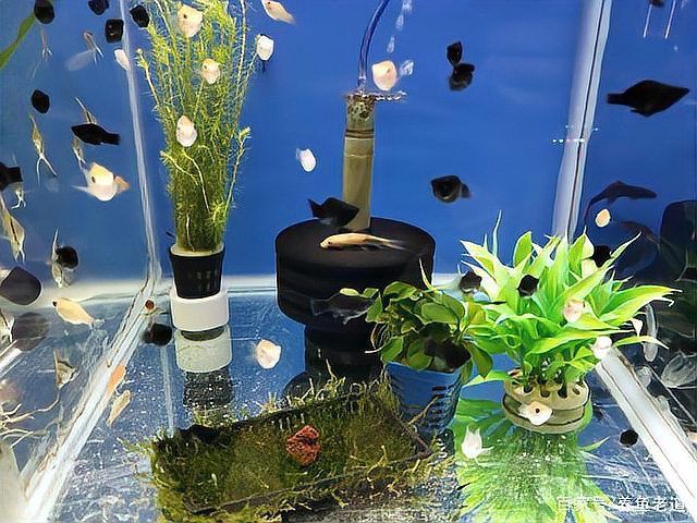 阿克蘇魚缸維護，阿克蘇地區魚缸科學維護全攻略八月盛夏魚缸維護全攻略