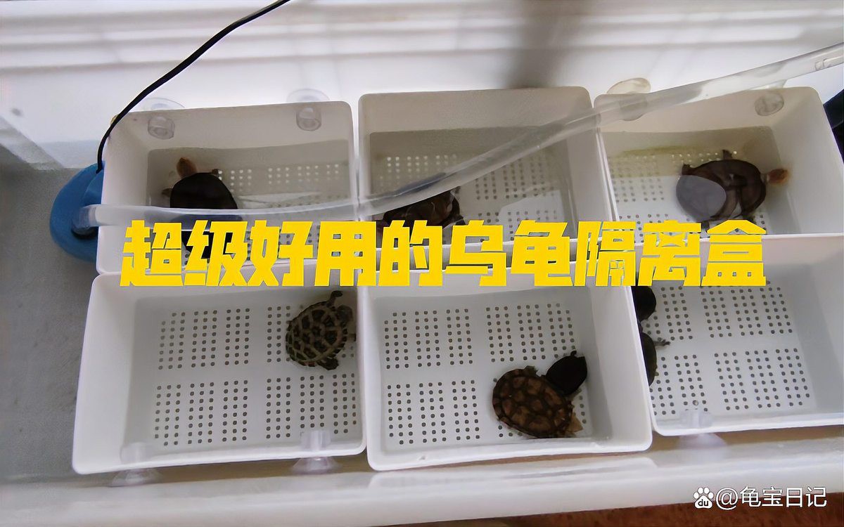 如何清潔和維護龍龜？，《如何清潔和維護龍龜》