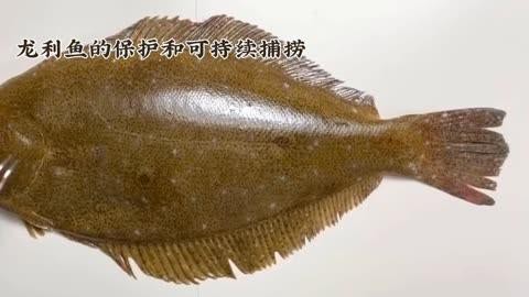 如何辨別龍頭魚和龍利魚？，龍頭魚與龍利魚的區(qū)別