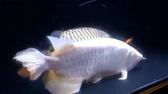 古龍魚繁殖需要多長時間，古龍魚怎么繁殖？