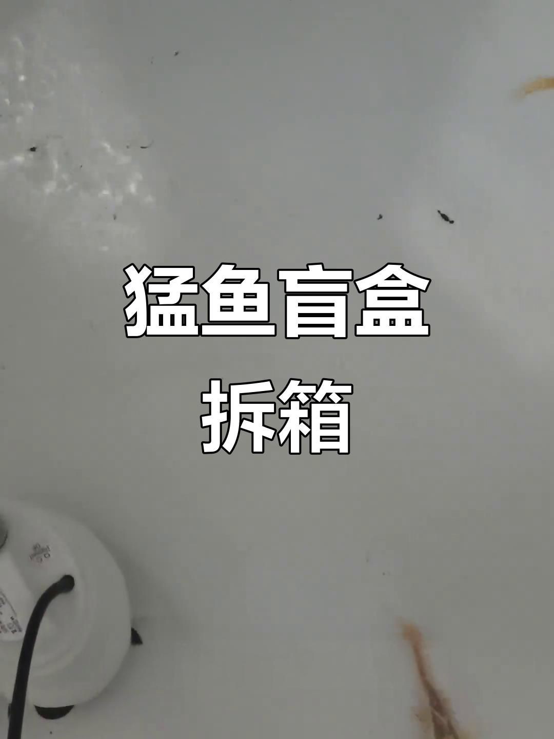 猛魚盲盒開箱視頻，狂砸3000拆猛魚盲盒,是虧到哭還是賺翻了