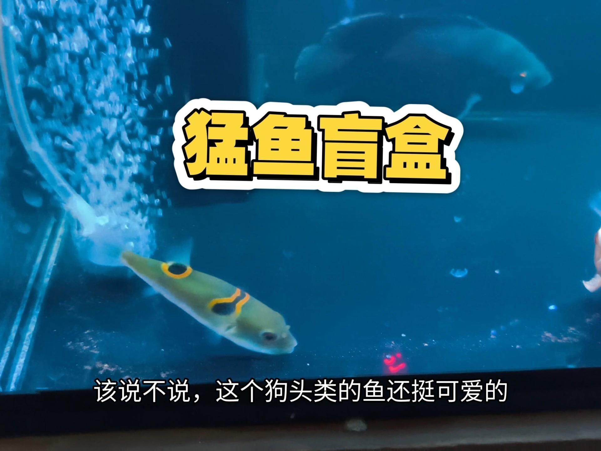 猛魚盲盒開箱視頻，狂砸3000拆猛魚盲盒,是虧到哭還是賺翻了