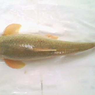 中衛龍魚店，中衛美食圖鑒之金大吉·鮮魚火鍋