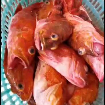 石九公魚價格多少一斤，海釣石九公的價格分析