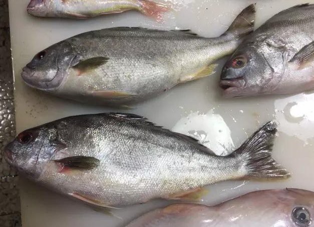 石九公魚價格多少一斤，海釣石九公的價格分析