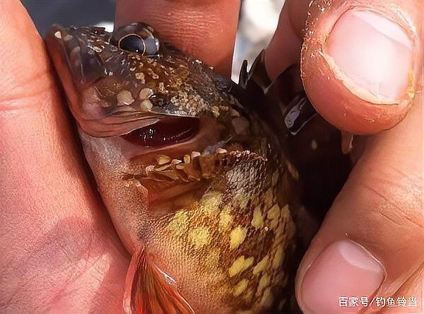 石九公魚價格多少一斤，海釣石九公的價格分析