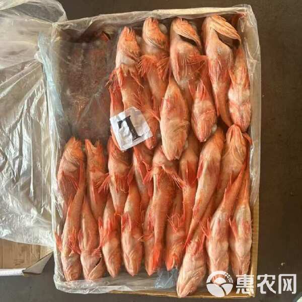 石九公魚價格多少一斤，海釣石九公的價格分析