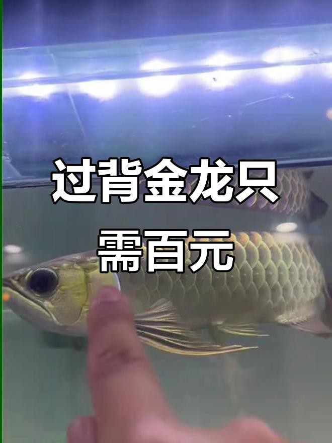 古典過背金龍的價格是多少？，古典過背金龍價格多少錢一只辦公智多星金龍魚多少錢一條信潮π