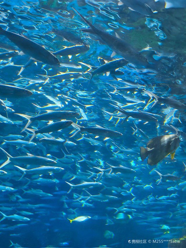 周口水族店，周口地區的水族店分布廣泛且各具特色為當地及周邊愛好者提供了豐富的選擇