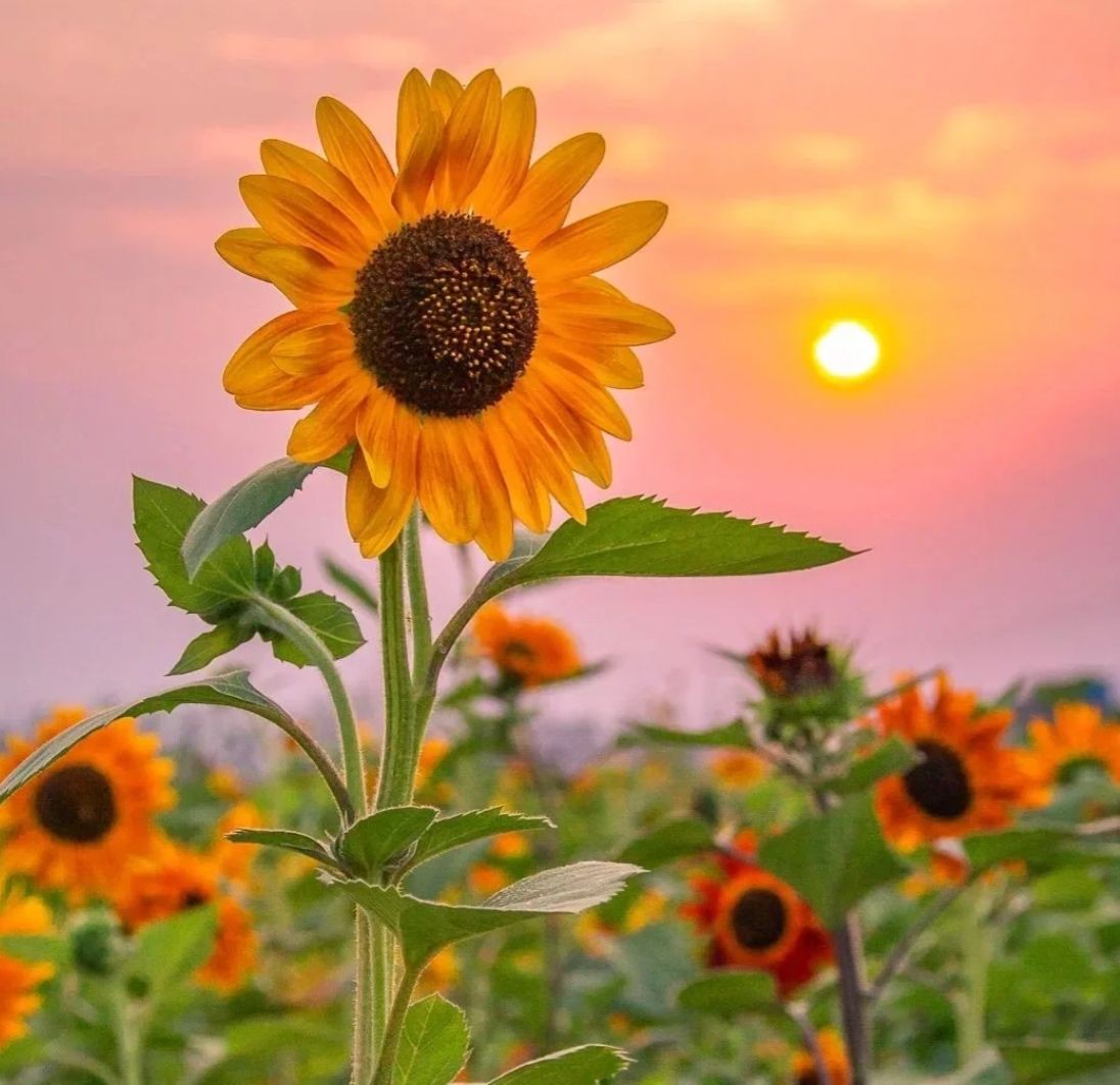 周口水族店，周口地區的水族店分布廣泛且各具特色為當地及周邊愛好者提供了豐富的選擇
