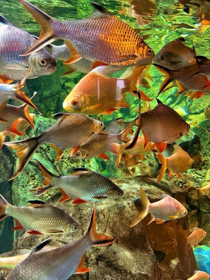 周口水族店，周口地區的水族店分布廣泛且各具特色為當地及周邊愛好者提供了豐富的選擇