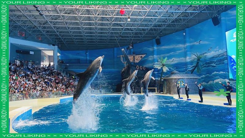 周口水族店，周口地區的水族店分布廣泛且各具特色為當地及周邊愛好者提供了豐富的選擇