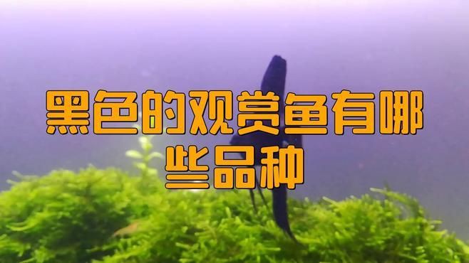 有哪些健康的黑色觀賞魚推薦？，健康的黑色觀賞魚有哪些品種daddy控版 有哪些健康的黑色觀賞魚推薦？，健康的黑色觀賞魚有哪些品種daddy控版 龍魚百科 第1張