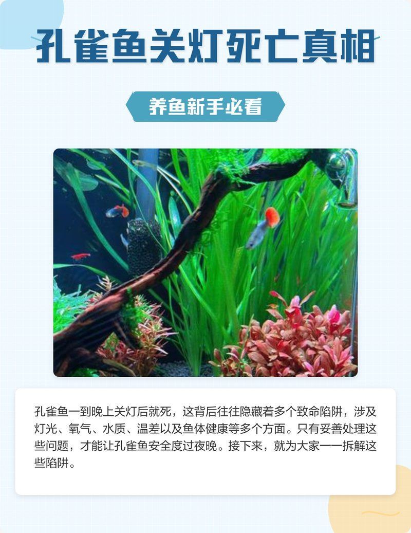 孔雀魚夜間死亡后如何處理？，養魚新手必看鹿睫研習社魚死用什么方法治理胖丁煙火手記 孔雀魚夜間死亡后如何處理？，養魚新手必看鹿睫研習社魚死用什么方法治理胖丁煙火手記 龍魚百科 第1張