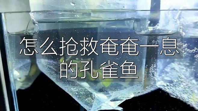 孔雀魚夜間死亡后如何處理？，養魚新手必看鹿睫研習社魚死用什么方法治理胖丁煙火手記 孔雀魚夜間死亡后如何處理？，養魚新手必看鹿睫研習社魚死用什么方法治理胖丁煙火手記 龍魚百科 第4張