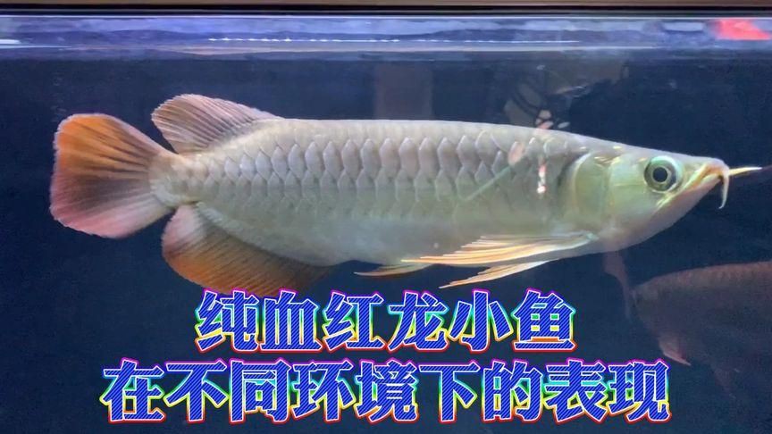 如何鑒別紅龍魚的血統？，教你如何鑒別紅龍魚血統