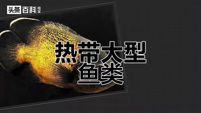 巨型地圖魚，巨型地圖魚的奇幻世界，