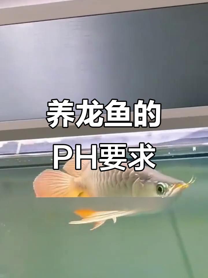 養龍魚需要什么樣的水質？，龍魚飼養水質管理