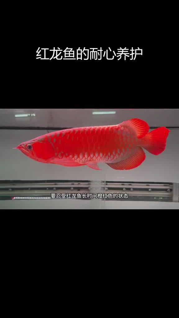 介紹一下辣椒紅龍魚，今日頭條紅龍魚品種大揭秘辣椒紅龍魚品種大揭秘