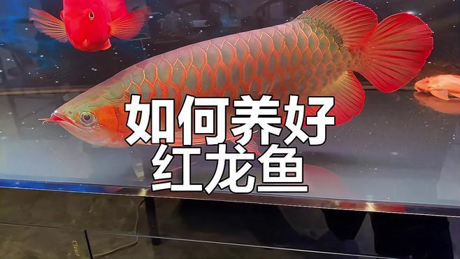 介紹一下辣椒紅龍魚，今日頭條紅龍魚品種大揭秘辣椒紅龍魚品種大揭秘