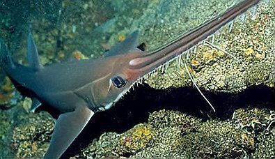 鋸鰩殺大白鯊魚視頻，海底大獵殺:鋸鰩與大白鯊的對抗尚未發(fā)現(xiàn)直接記錄兩者搏殺